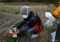 Cinismo nuclear: Esc&#225;ndalo en la descontaminaci&#243;n en Fukushima