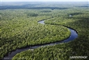 Asia Pulp &amp; Paper se compromete a poner fin a la deforestaci&#243;n