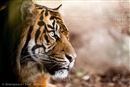 Empieza un movimiento para salvar el hogar del tigre de Sumatra, &#191;te apuntas?