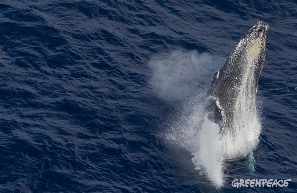 Una ballena jorobada salta en el océano Índico en su migración hacia el Antártico.