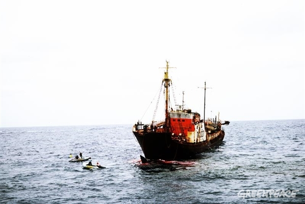 Greenpeace se opone a la caza de ballenas, 1977